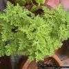Thumbnail #5 of Pelargonium graveolens by Dinu