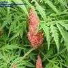 Thumbnail #1 of Rhus typhina by planter64