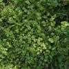 Thumbnail #3 of Claytonia perfoliata by Kelli