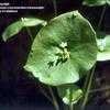 Thumbnail #1 of Claytonia perfoliata by kennedyh