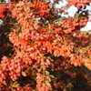 Thumbnail #3 of Berberis vulgaris by mehdi