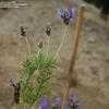 Thumbnail #3 of Lavandula multifida by saya