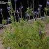 Thumbnail #4 of Lavandula multifida by saya