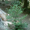 Thumbnail #5 of Abies balsamea by famartin