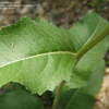 Thumbnail #5 of Parthenium integrifolium by creekwalker