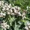 Thumbnail #3 of Parthenium integrifolium by Equilibrium