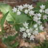 Thumbnail #4 of Parthenium integrifolium by creekwalker