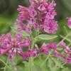 Thumbnail #1 of Agastache austromontana by aj_greenthumb