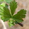Thumbnail #4 of Rubus occidentalis by creekwalker