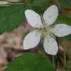 Thumbnail #2 of Rubus occidentalis by creekwalker