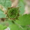 Thumbnail #3 of Rubus occidentalis by creekwalker