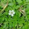 Thumbnail #1 of Bacopa monnieri by Floridian