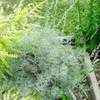 Thumbnail #2 of Artemisia abrotanum by darius