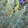 Thumbnail #1 of Artemisia abrotanum by poppysue