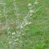 Thumbnail #3 of Artemisia abrotanum by darius