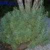 Thumbnail #4 of Artemisia abrotanum by arsenic