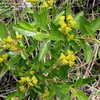 Thumbnail #3 of Ceanothus americanus by frostweed