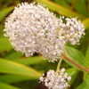 Thumbnail #2 of Ceanothus americanus by victorgardener