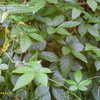 Thumbnail #5 of Gynostemma pentaphyllum by Michaelp