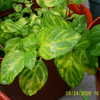 Thumbnail #4 of Mentha x gracilis by green76thumb