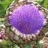 Thumbnail #3 of Cynara scolymus by nifty413