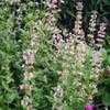 Thumbnail #1 of Nepeta grandiflora by poppysue