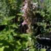 Thumbnail #3 of Nepeta grandiflora by DaylilySLP