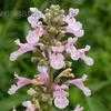 Thumbnail #2 of Nepeta grandiflora by poppysue