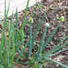 Thumbnail #3 of Allium fistulosum by love0gardening