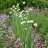 Thumbnail #4 of Allium fistulosum by saya