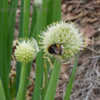 Thumbnail #5 of Allium fistulosum by saya