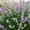 Thumbnail #3 of Lavandula angustifolia by stewardess