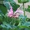 Thumbnail #2 of Monarda didyma by Kim_M