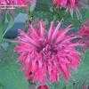 Thumbnail #3 of Monarda didyma by Joan