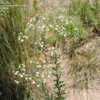 Thumbnail #5 of Euphorbia corollata by Rickwebb