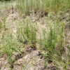 Thumbnail #4 of Euphorbia corollata by Rickwebb