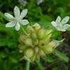 Thumbnail #2 of Allium canadense by Floridian