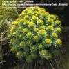 Thumbnail #1 of Rhodiola rosea by Todd_Boland