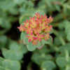 Thumbnail #5 of Rhodiola rosea by growin