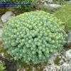 Thumbnail #3 of Rhodiola rosea by arsenic