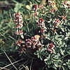 Thumbnail #5 of Thymus pulegioides by kennedyh