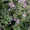 Thumbnail #4 of Thymus pulegioides by kennedyh