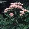 Thumbnail #3 of Eutrochium maculatum by kennedyh