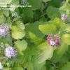 Thumbnail #1 of Physocarpus opulifolius by Shirley1md