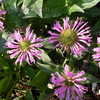 Thumbnail #3 of Monarda didyma by BUFFY690