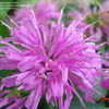 Thumbnail #2 of Monarda didyma by plantmover