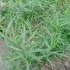 Thumbnail #1 of Artemisia dracunculus by darius