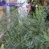Thumbnail #3 of Artemisia dracunculus by Baa