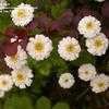 Thumbnail #1 of Tanacetum parthenium by saya