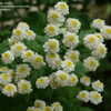 Thumbnail #3 of Tanacetum parthenium by Gabrielle